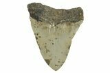 Fossil Megalodon Tooth - North Carolina #294535-1